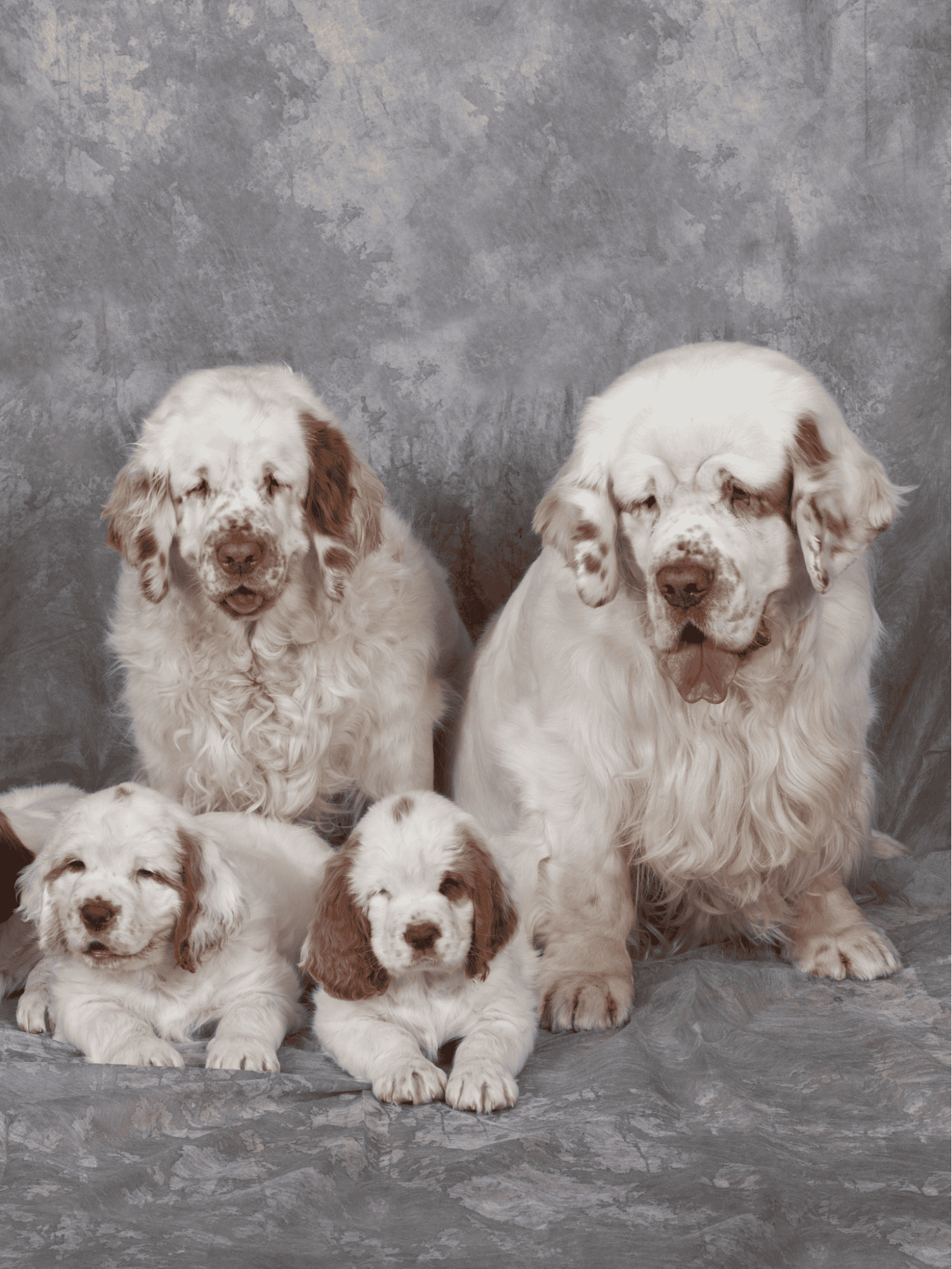 Clumber Spaniel Male Vs. Female
