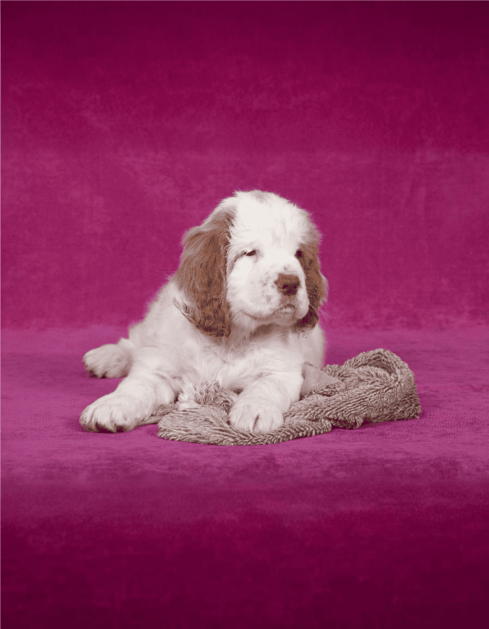 Cute English Setter puppy resting on cozy blanket, ideal for dog care and petsitting services.