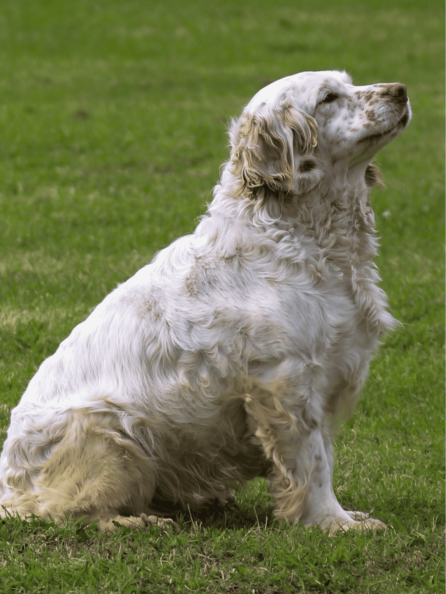 Adorable Golden Doodle sitting on lush green grass, showcasing its curly fur and relaxed posture. Perfect for dog lovers and pet care enthusiasts.