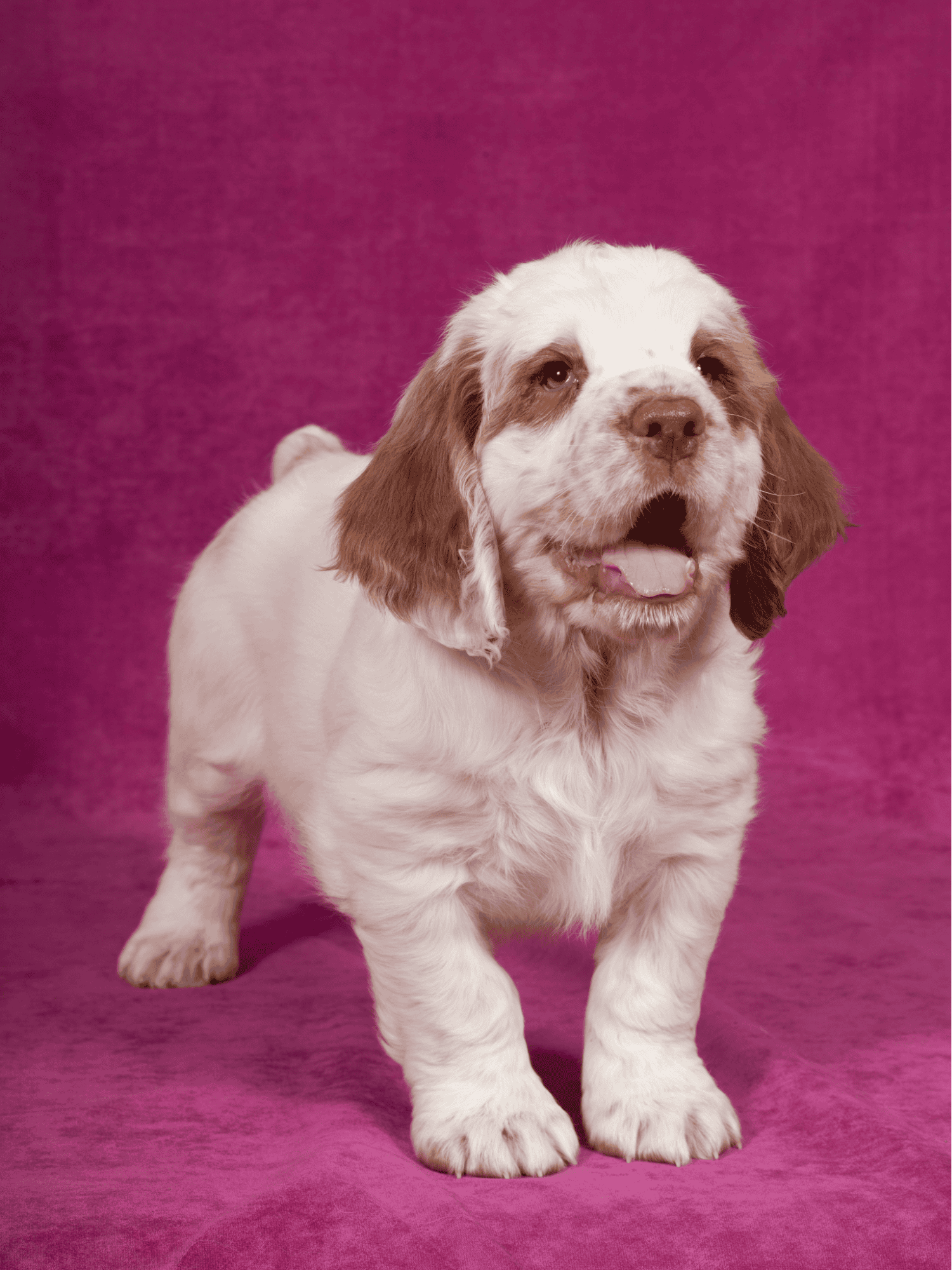 Clumber Spaniel They Probably Have Hound and Spaniel Blood