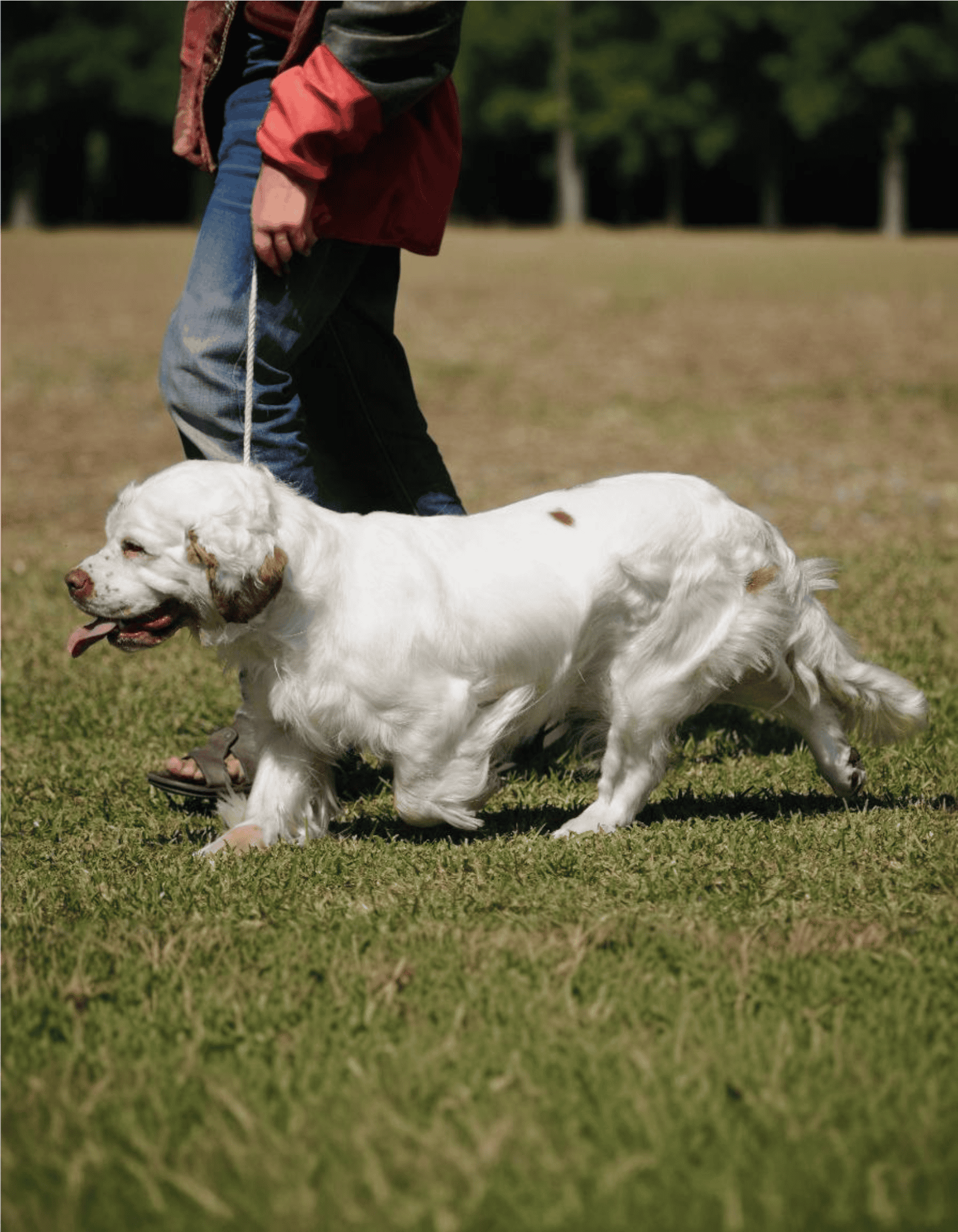 Clumber Spaniel Training