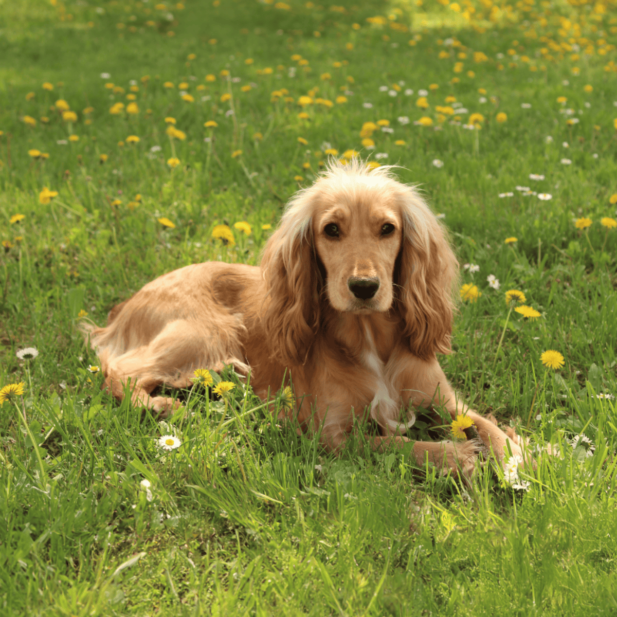 Cocker Spaniel overview