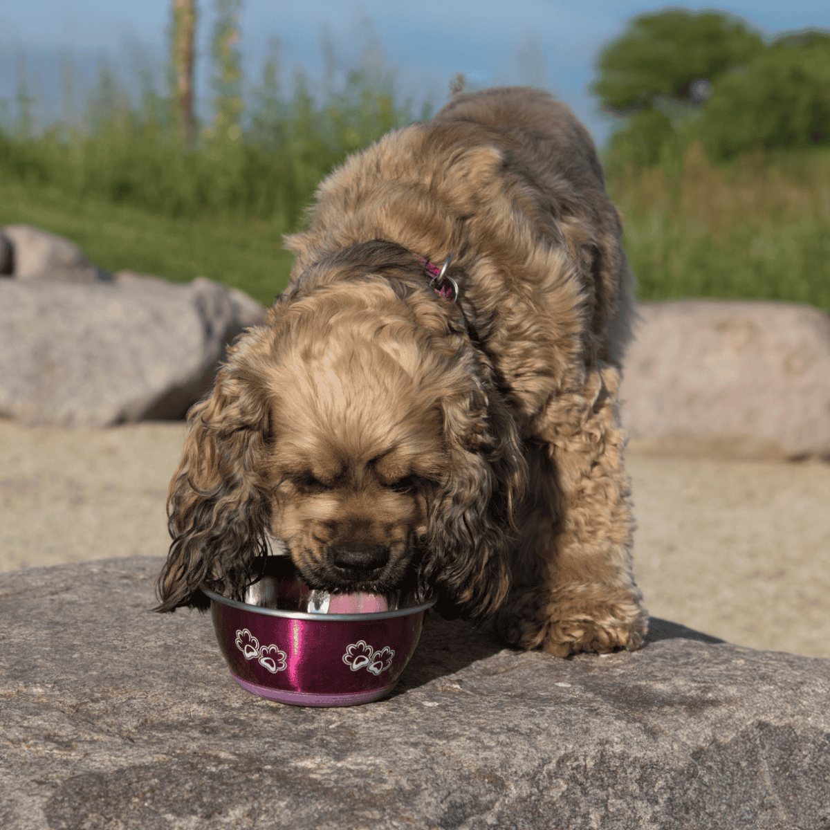 Cute puppy enjoying meal from pet bowl in natural setting.
