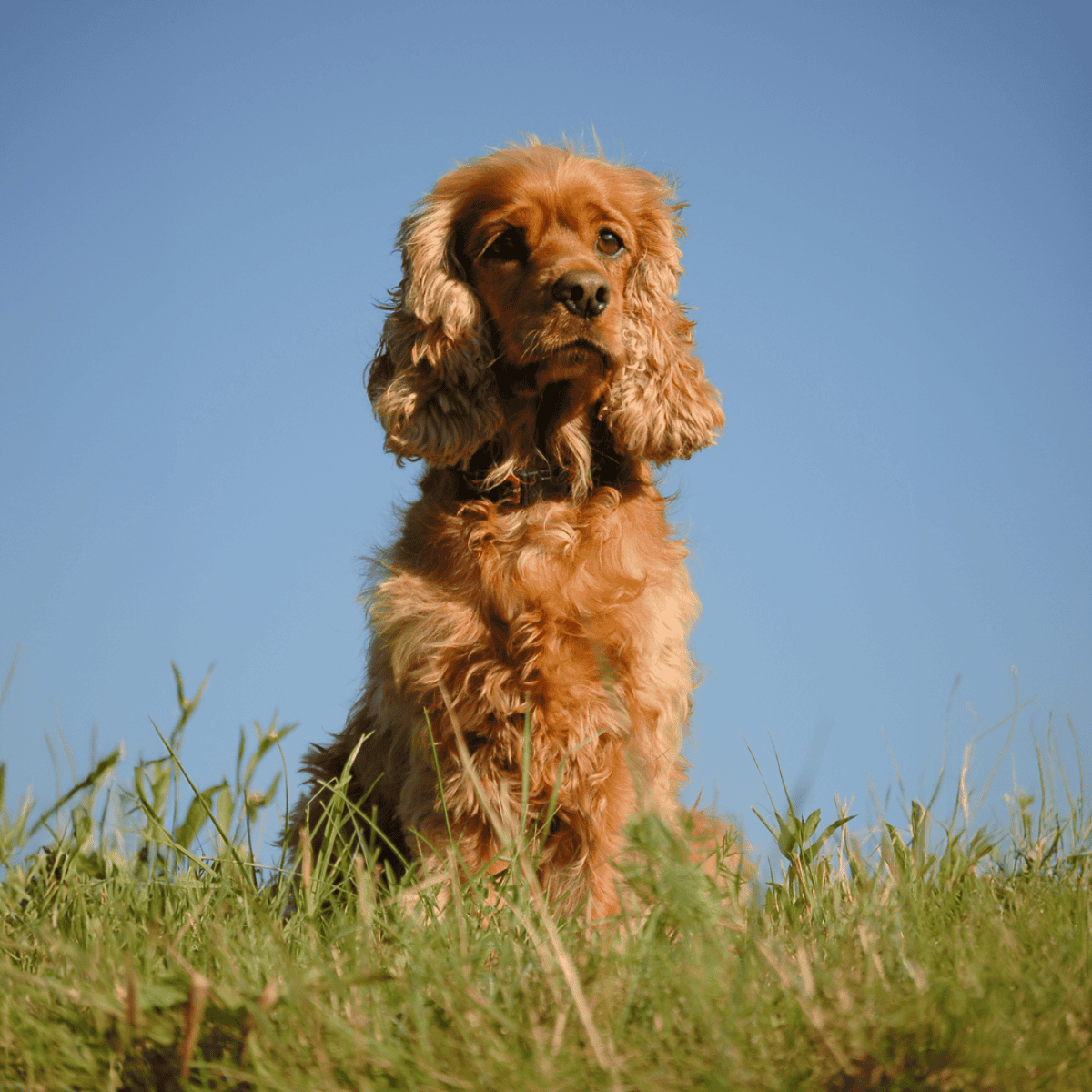 Cocker Spaniel photo 2
