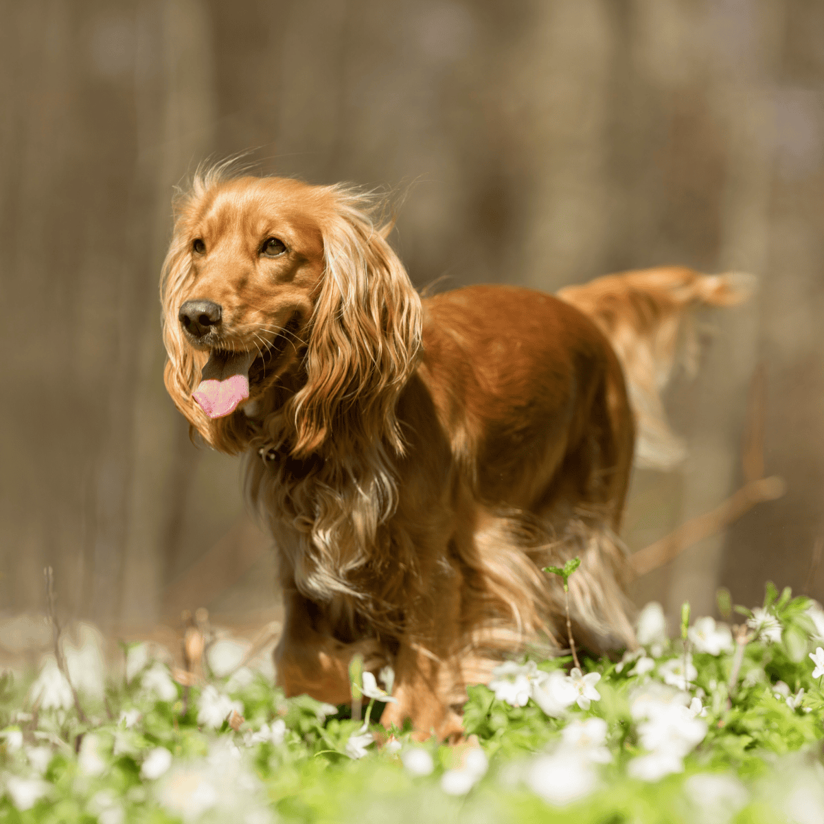 Cocker Spaniel photo 1