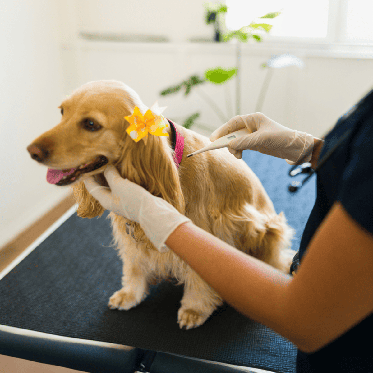 Cocker Spaniel health