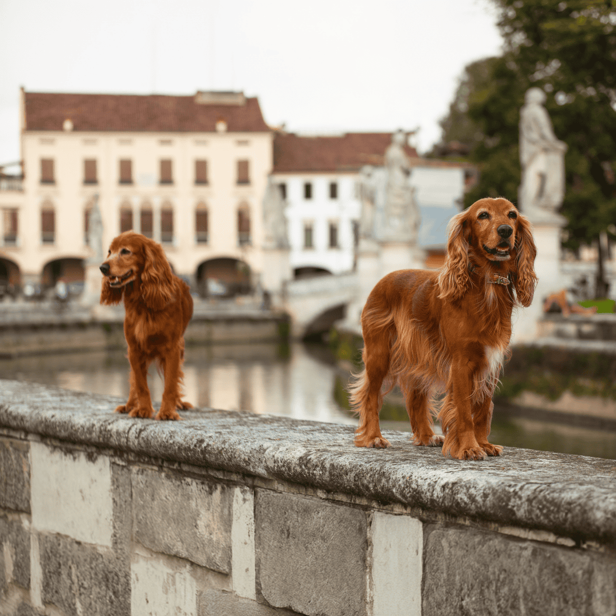 Irish Setter dogs enjoying outdoor scenery on a historic bridge in the city.