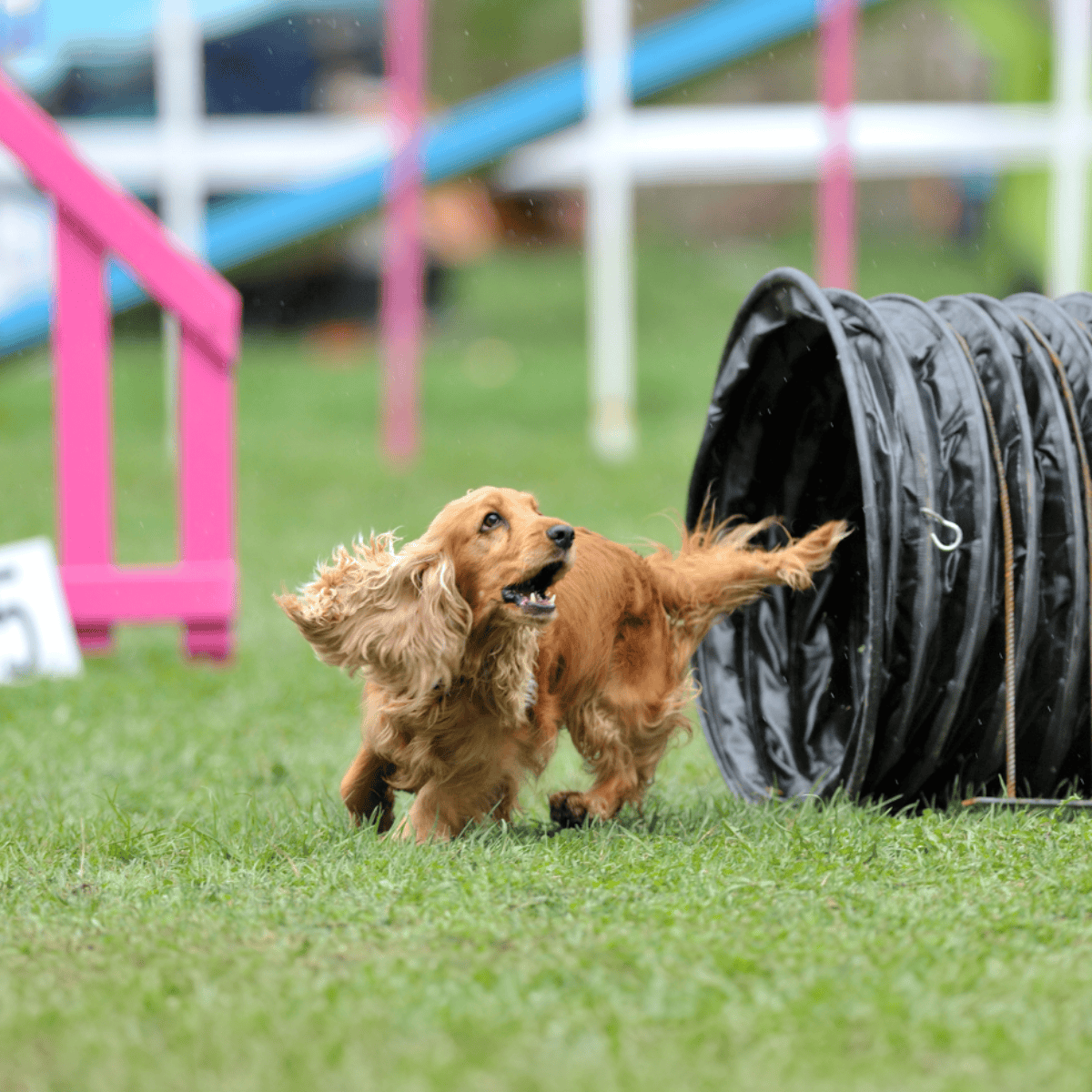 Cocker Spaniel They Are the Smallest Sporting Breed