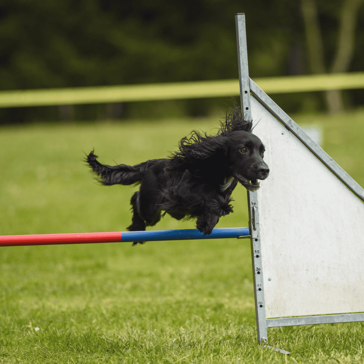 Cocker Spaniel Training