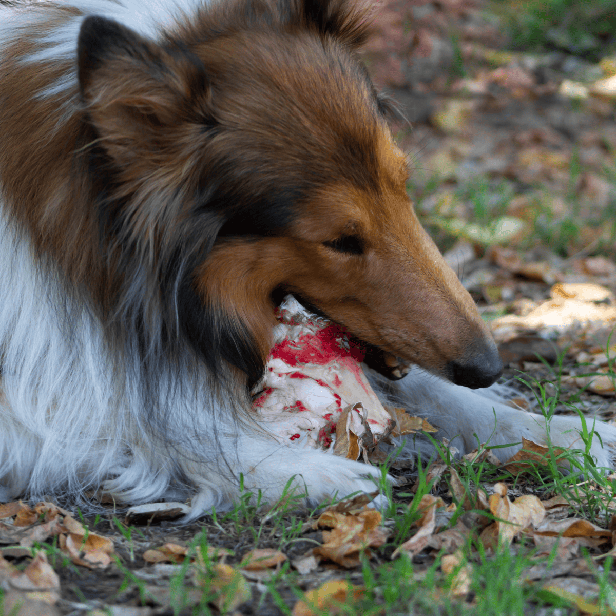 Collie Food & Diet Requirements