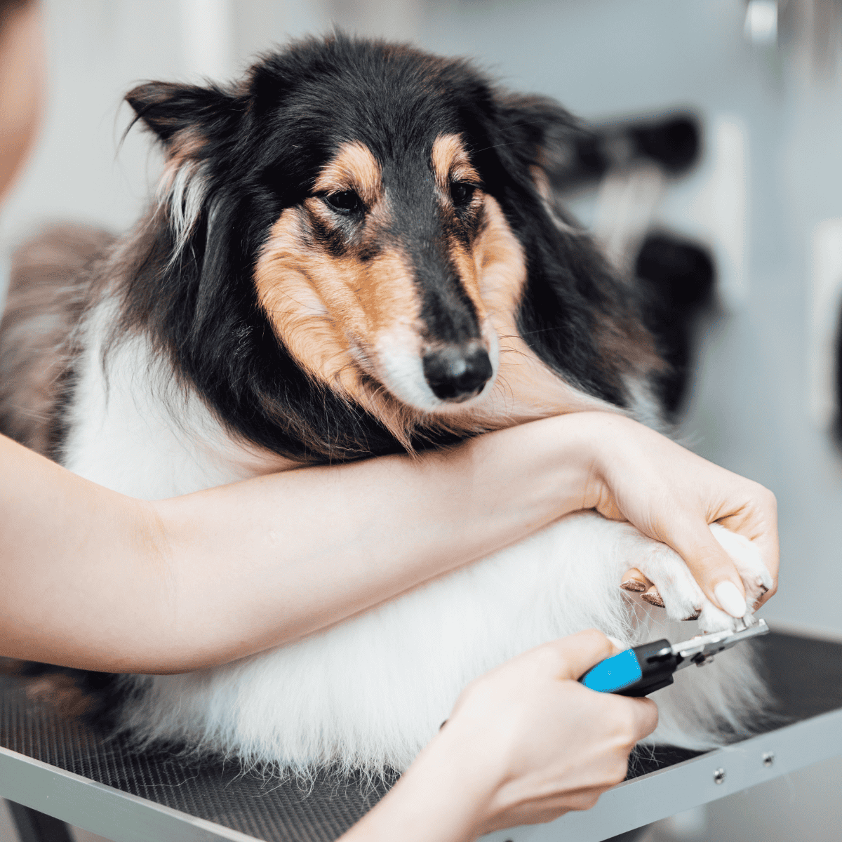 Collie Grooming