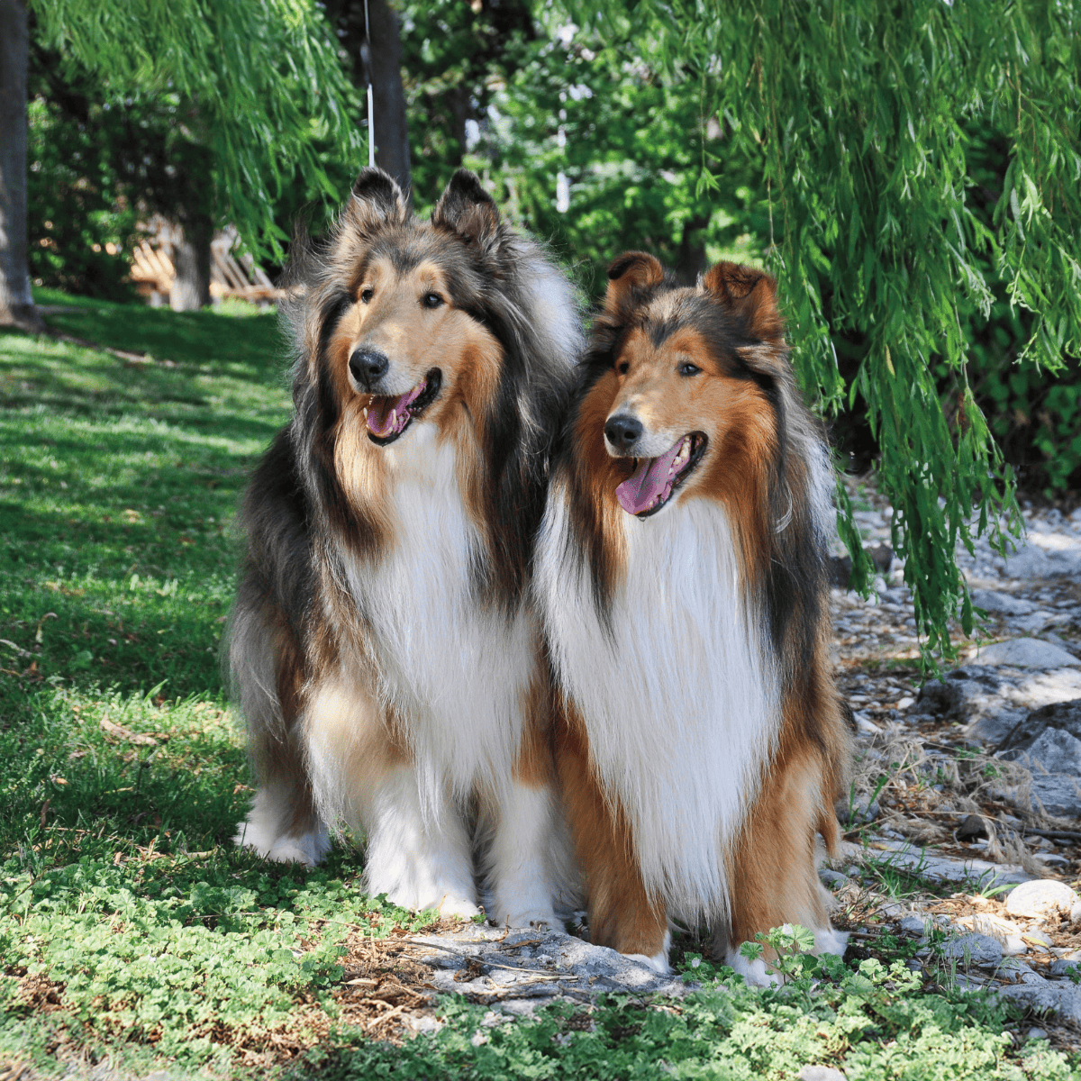 Happy Shetland Sheepdog duo in a scenic park.