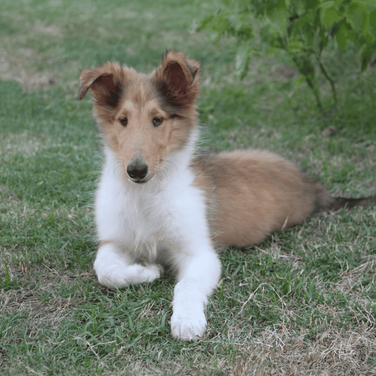 Adorable Shetland Sheepdog puppy resting outdoors on green grass. Perfect for dog lovers and pet care.