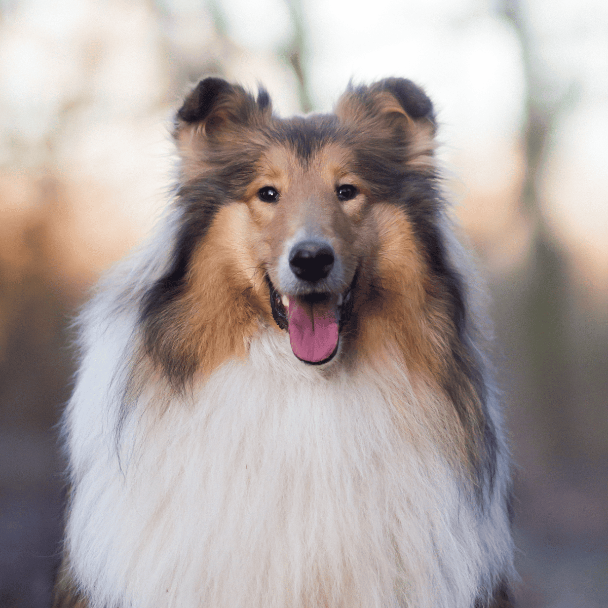 Elegant Shetland Sheepdog smiling outdoors.