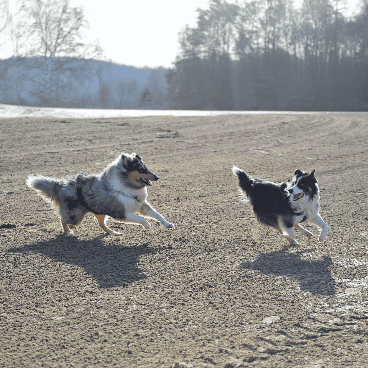 Happy dogs enjoying playtime on sandy terrain.