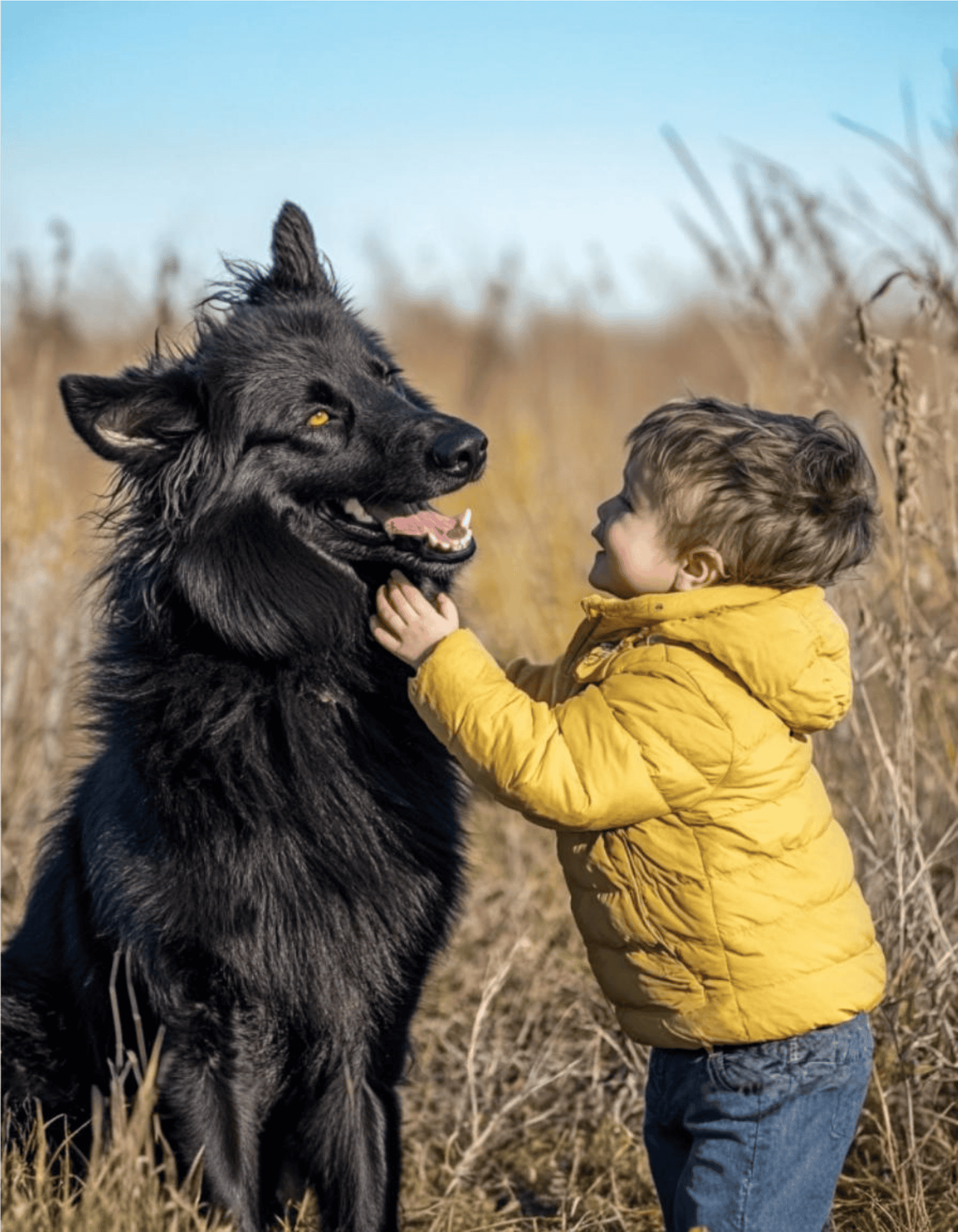 Croatian Sheepdog Are These Dogs Good For Families