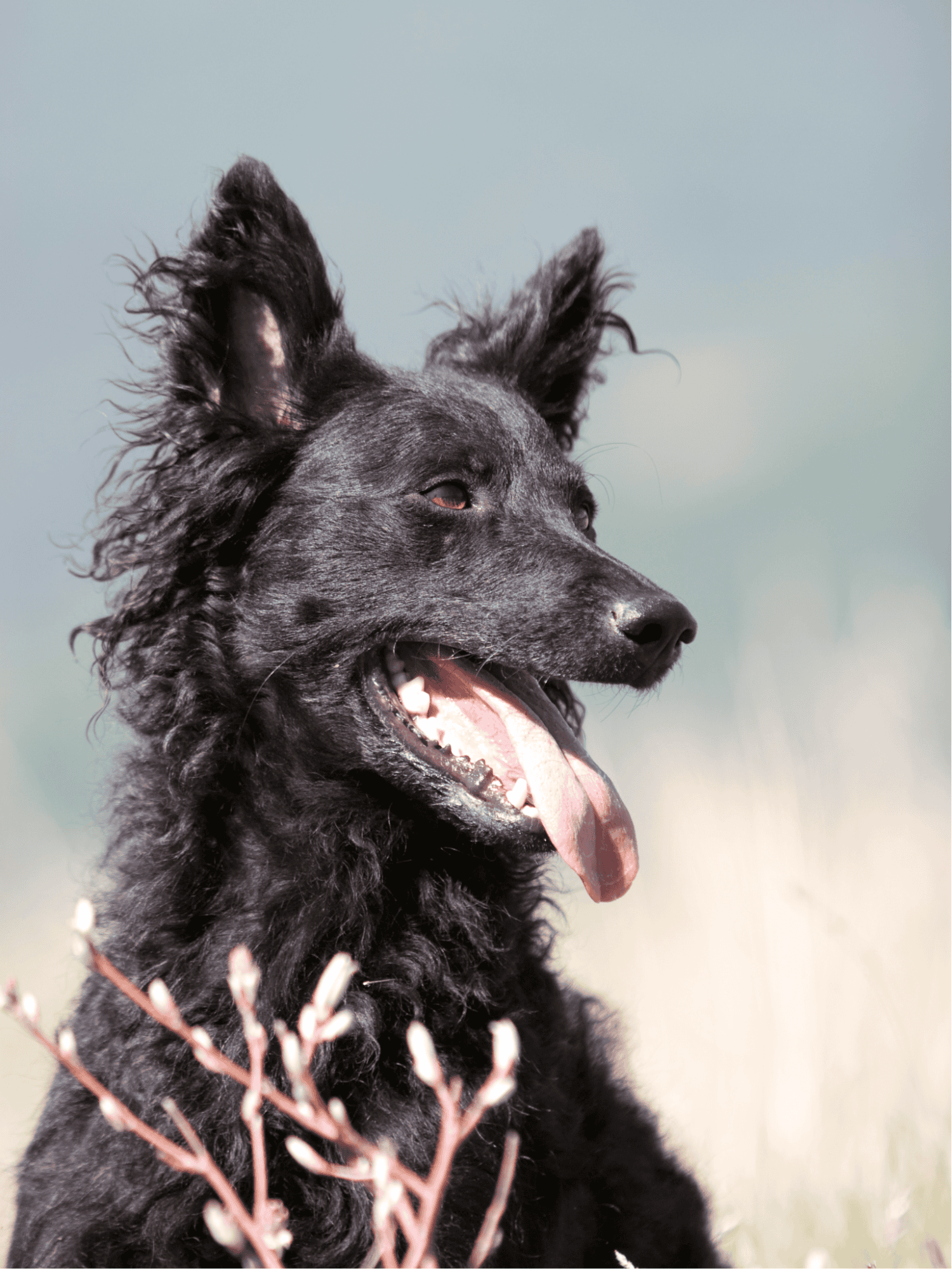 Croatian Sheepdog overview