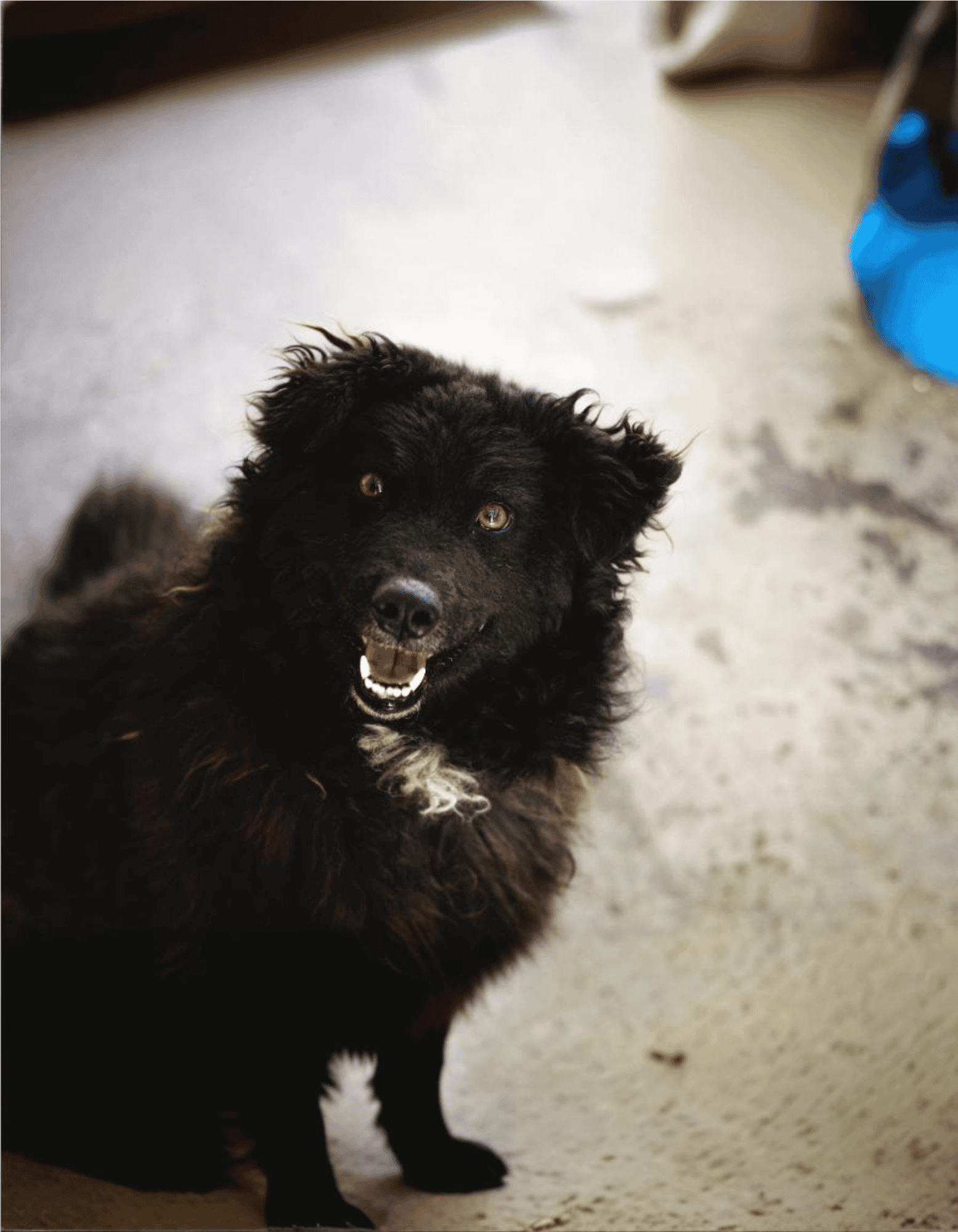 Croatian Sheepdog characteristics