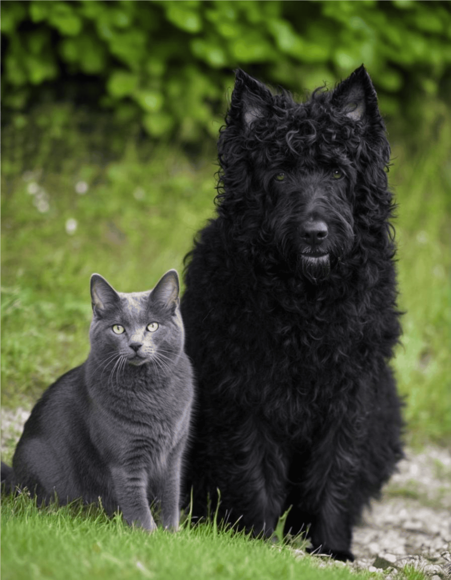 Adorable black dog and gray cat sitting together in lush outdoor setting.