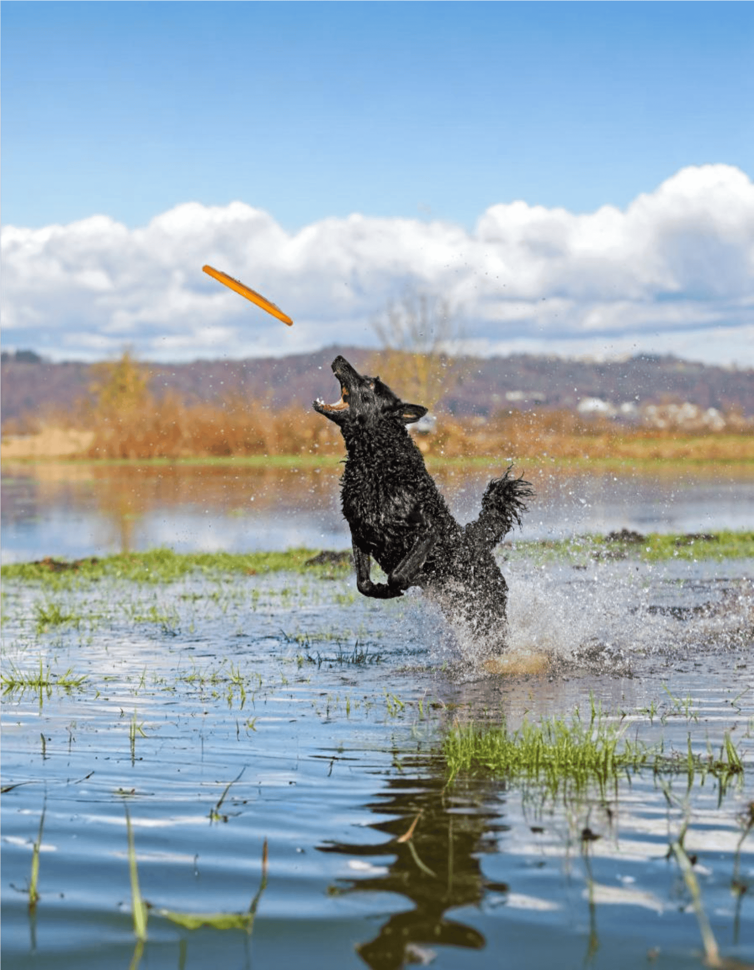 Dog fetches orange frisbee in a river during outdoor play.