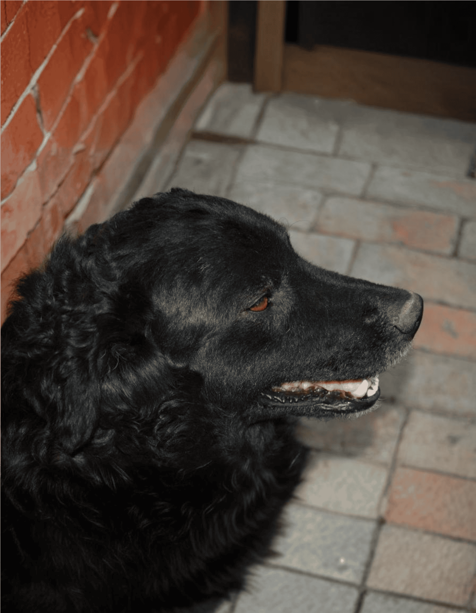 Croatian Sheepdog photo 3