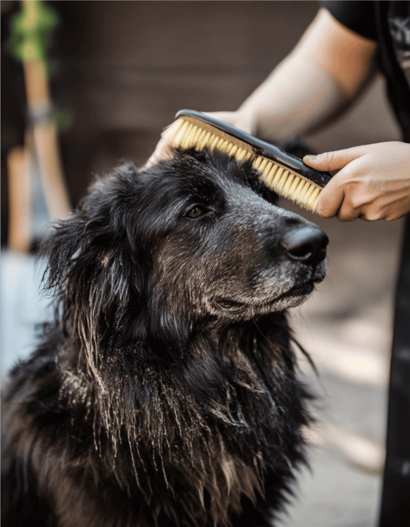 Croatian Sheepdog Grooming