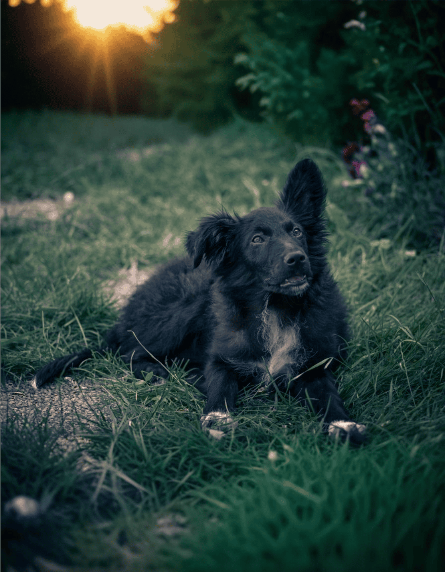 Croatian Sheepdog health
