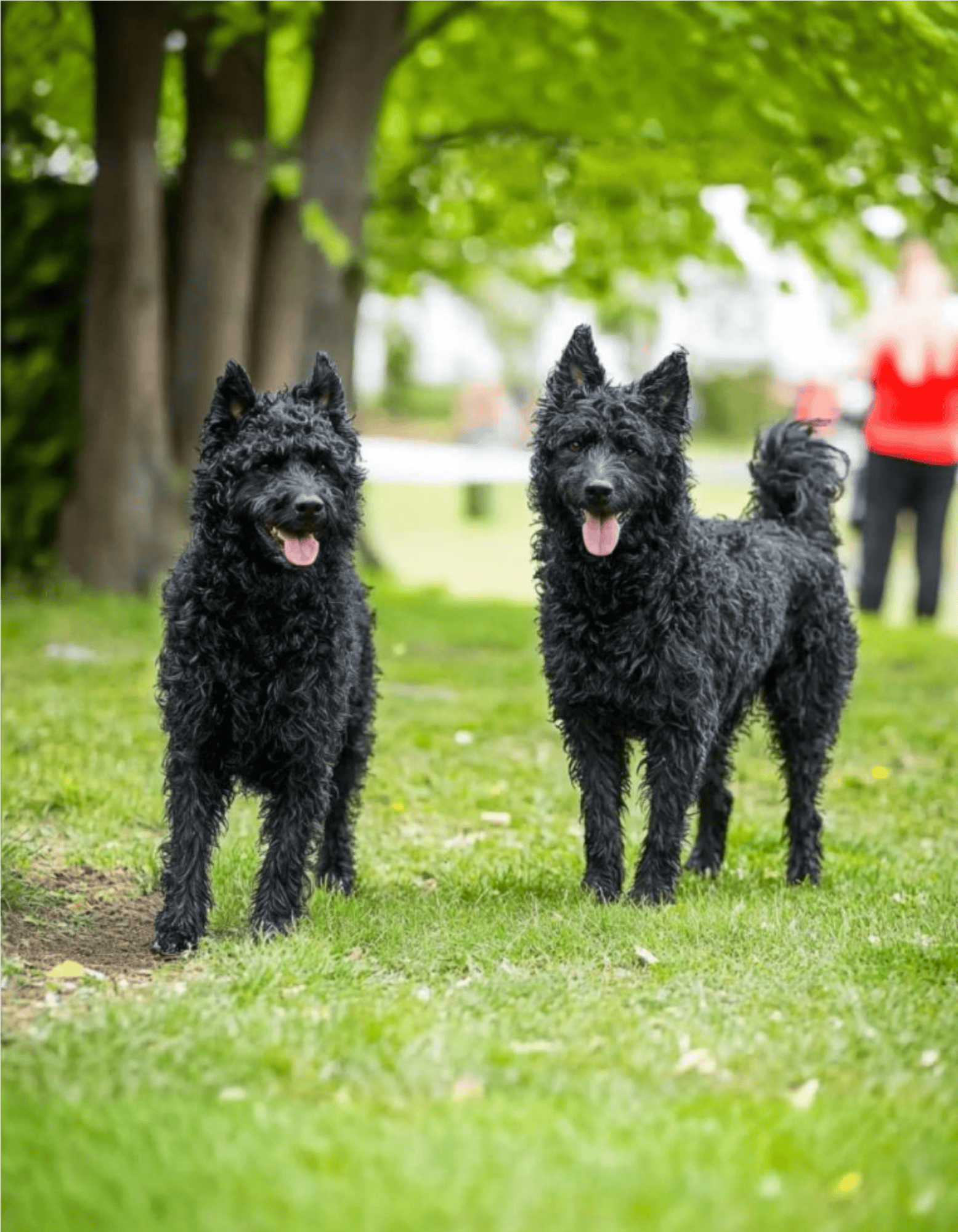 Croatian Sheepdog Male Vs. Female