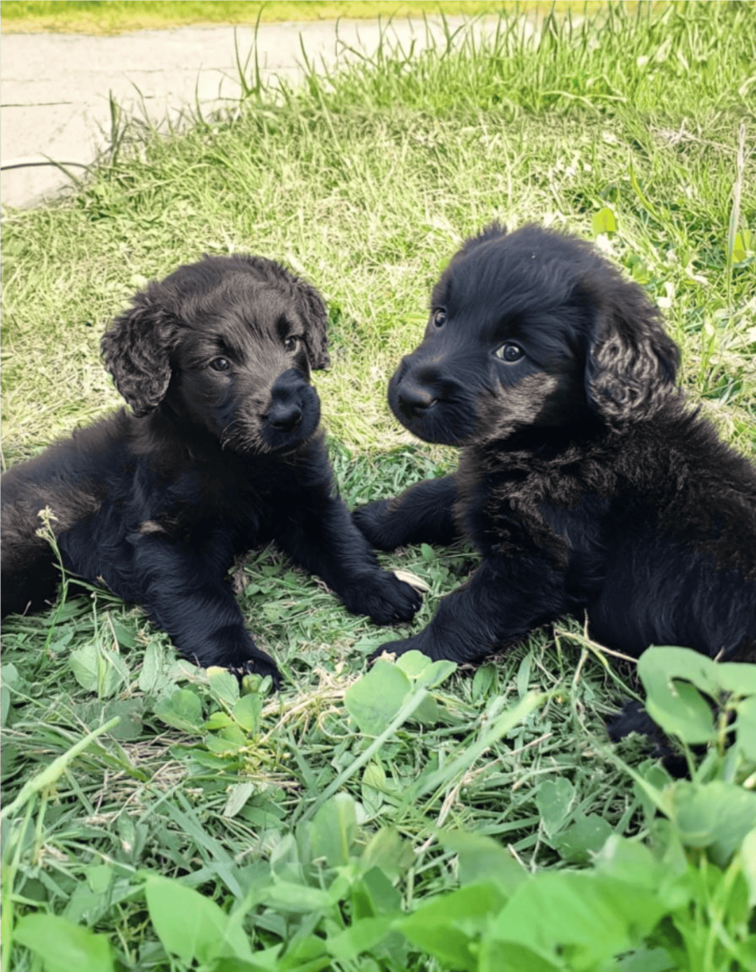 Cute black and brown puppy pups lying on grass, playful and adorable, perfect for pet lovers.