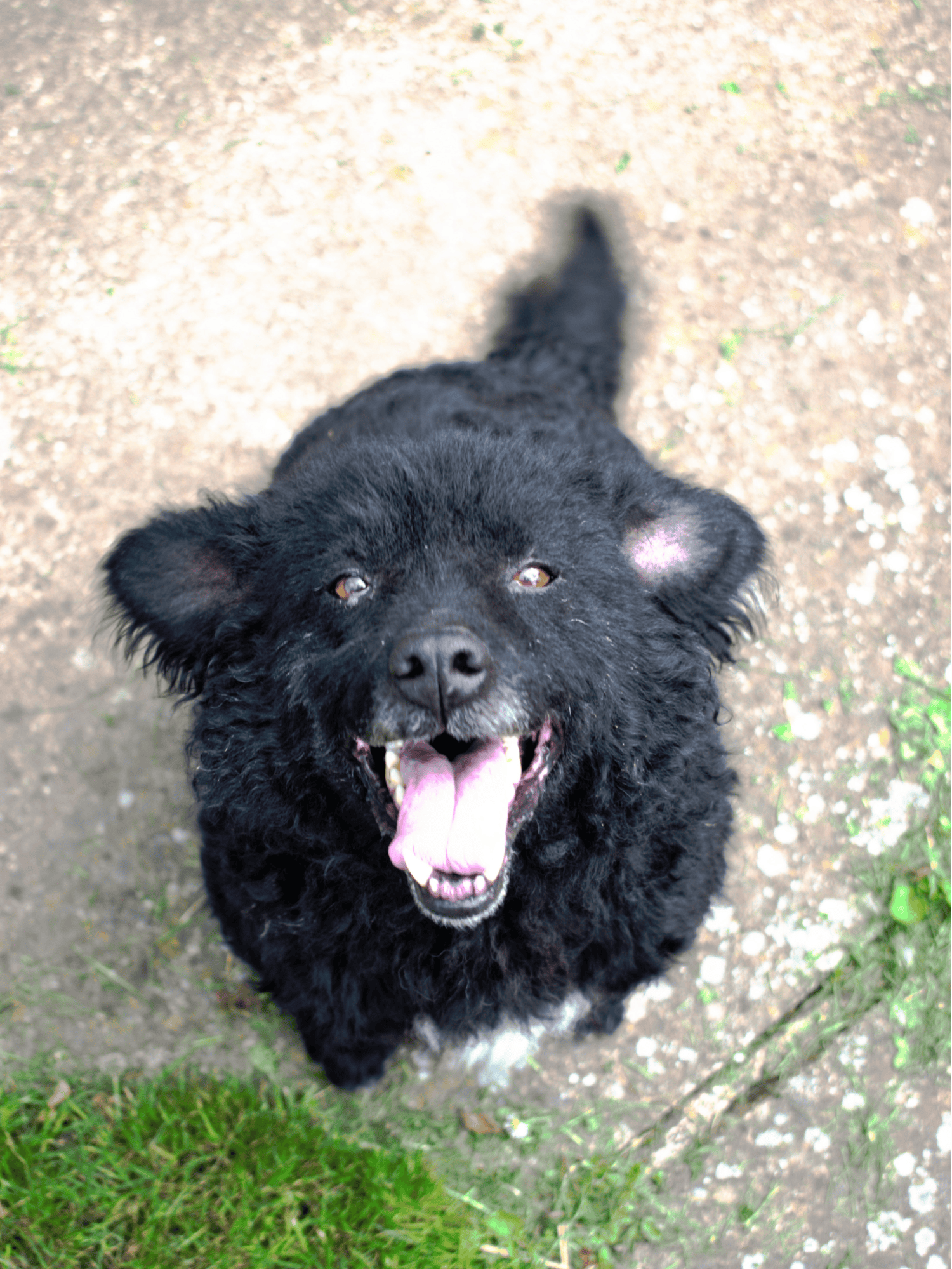 Cute black dog with a joyful expression standing on a pathway surrounded by grass.