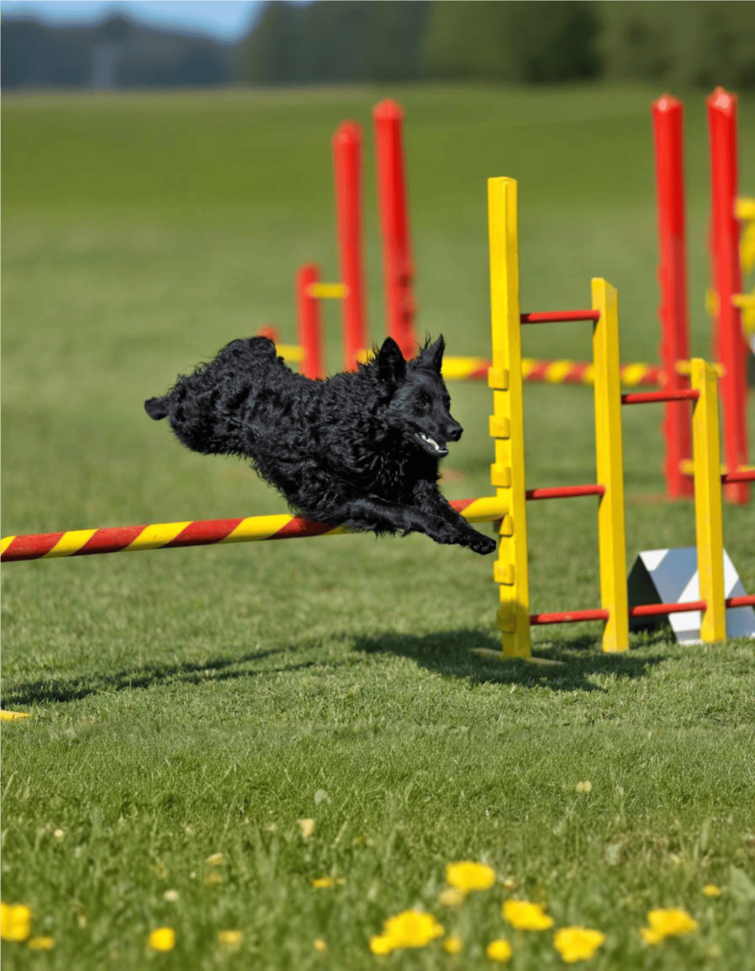 Energetic black dog participating in agility course in outdoor park.