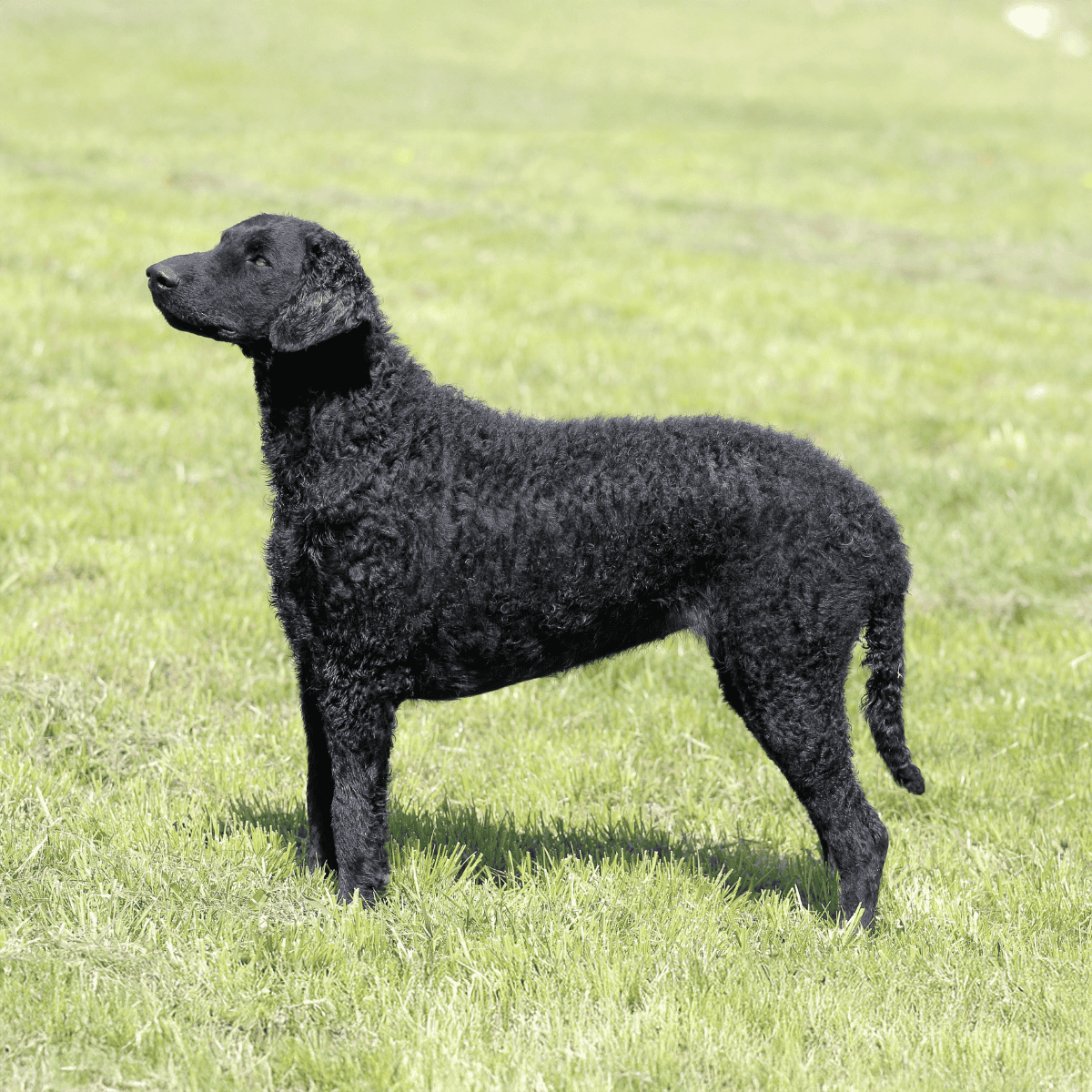 Curly-Coated Retriever characteristics