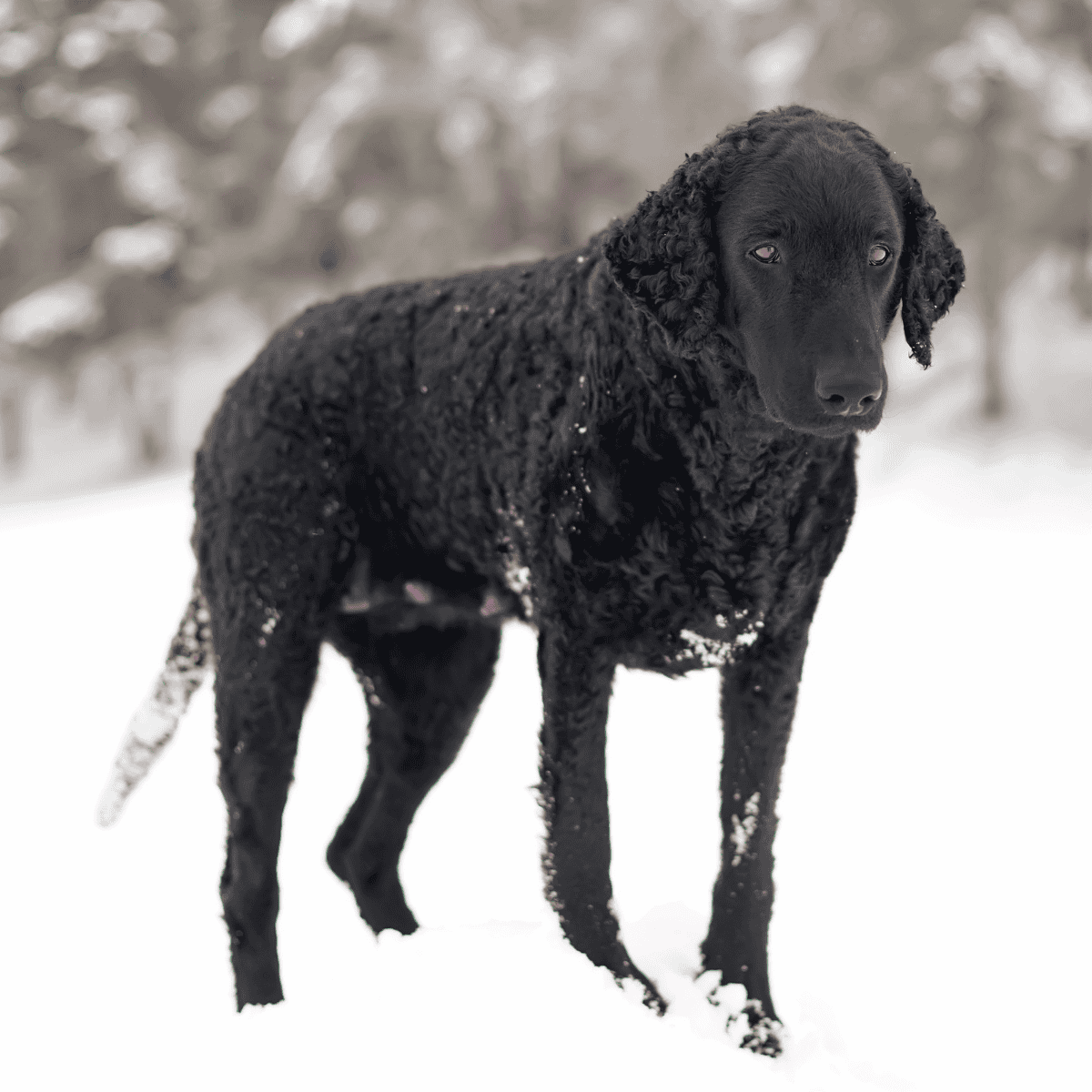 Curly-Coated Retriever photo 3