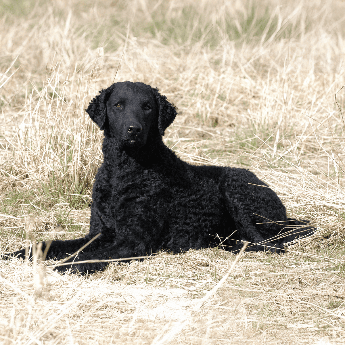 Cute black Labrador puppy relaxing outdoors in a grassy field, showcasing playful and friendly dog breed.