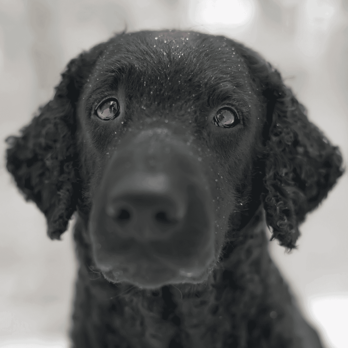 Curly-Coated Retrievers have straight hair on their face.
