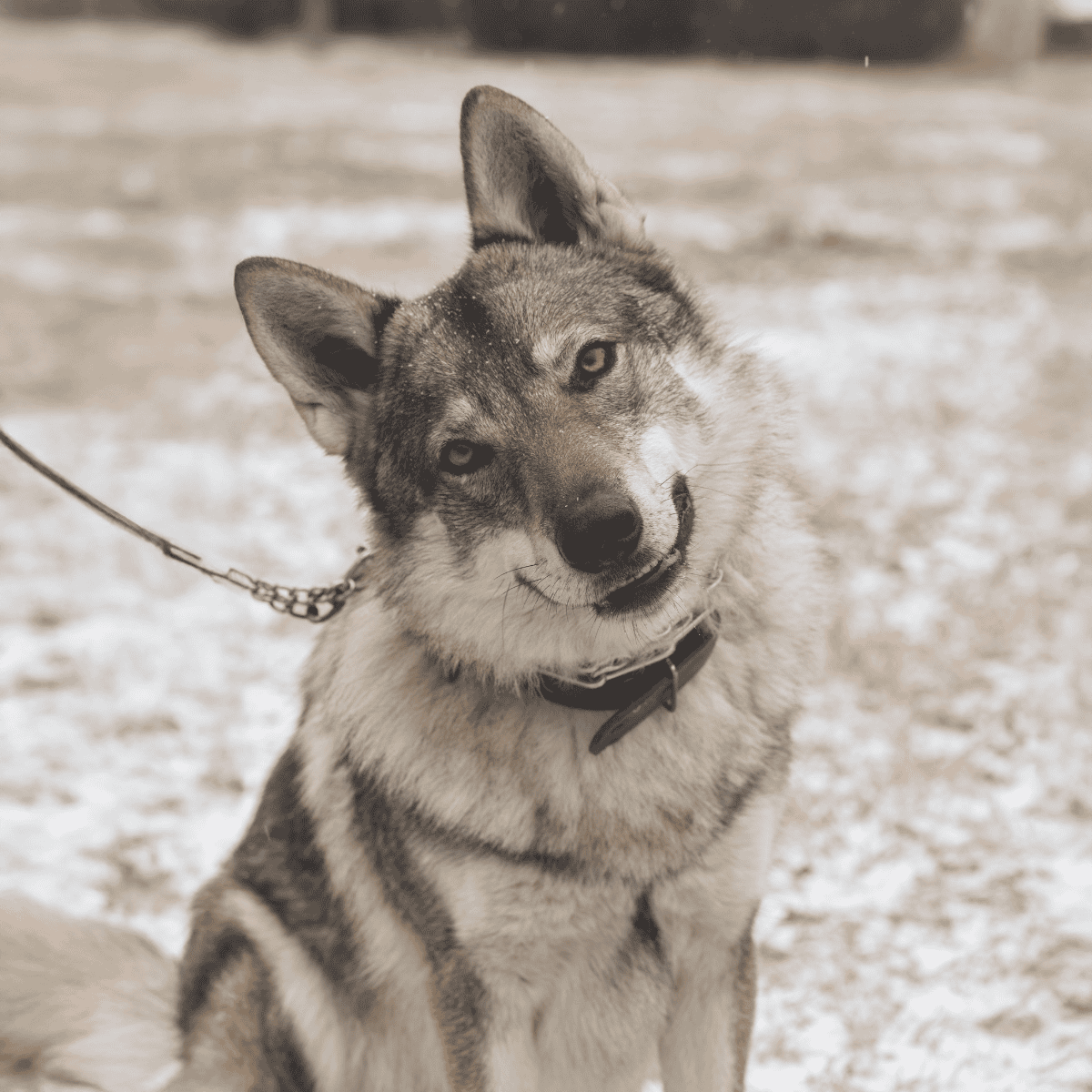 Czechoslovakian Vl'ák Came From An Experiment