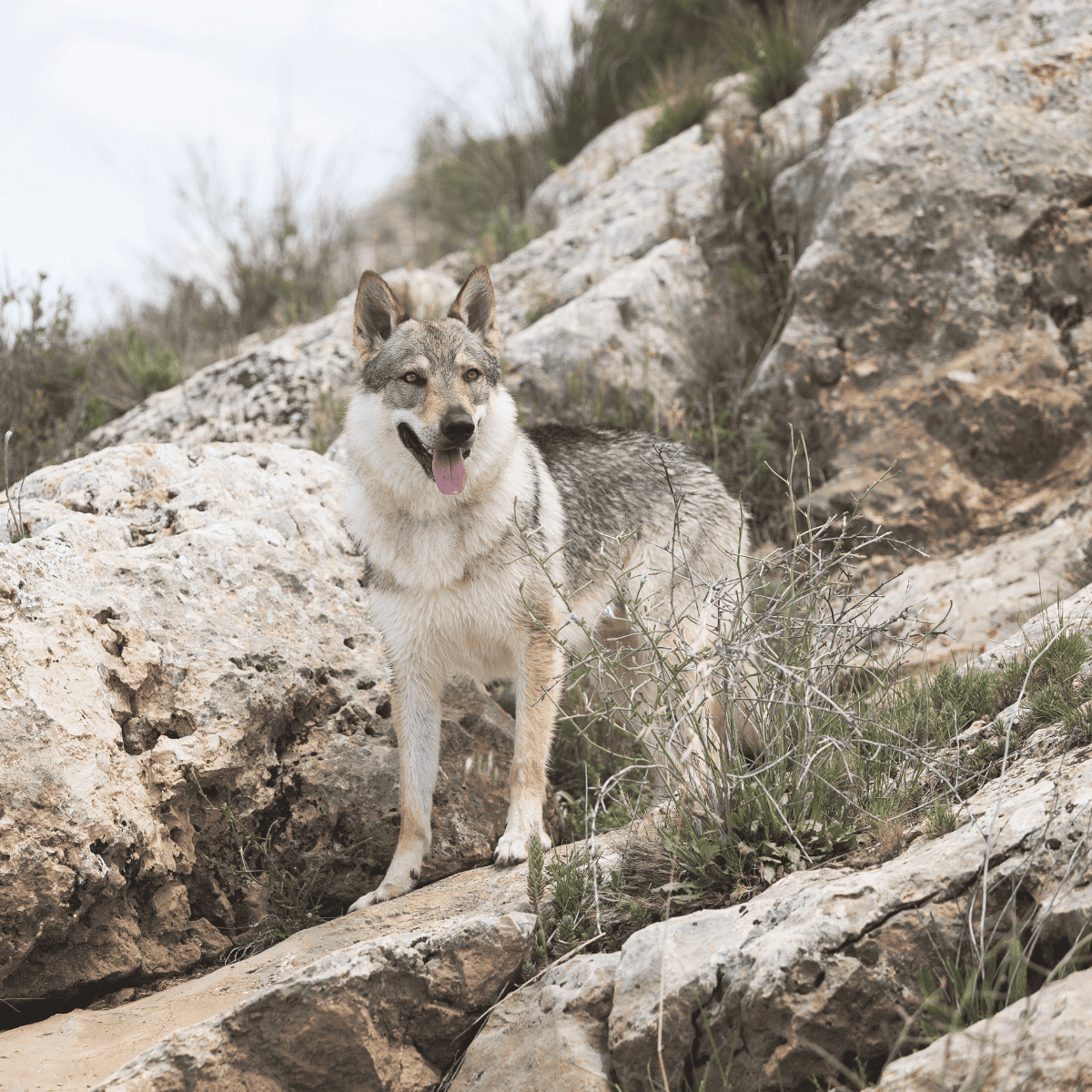 Czechoslovakian Vlciak characteristics