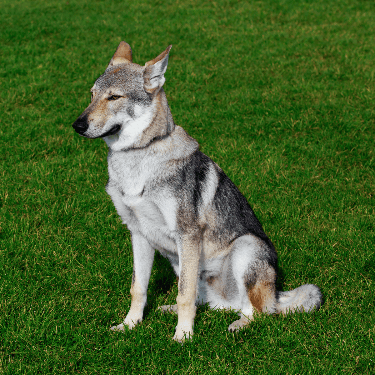 Czechoslovakian Vlciak photo 1