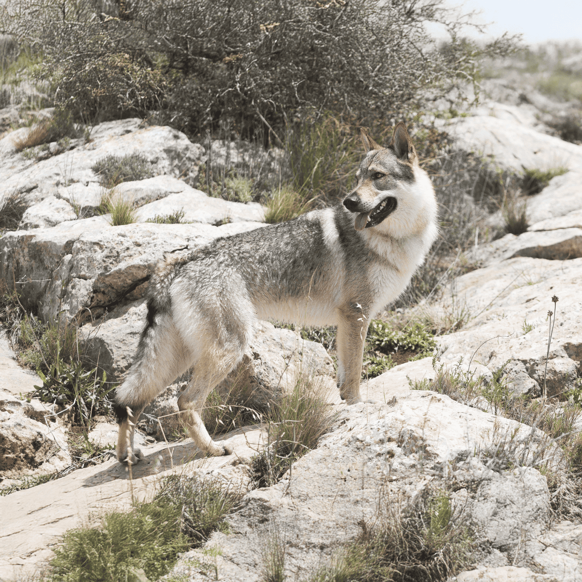 Czechoslovakian Vlciak Grooming