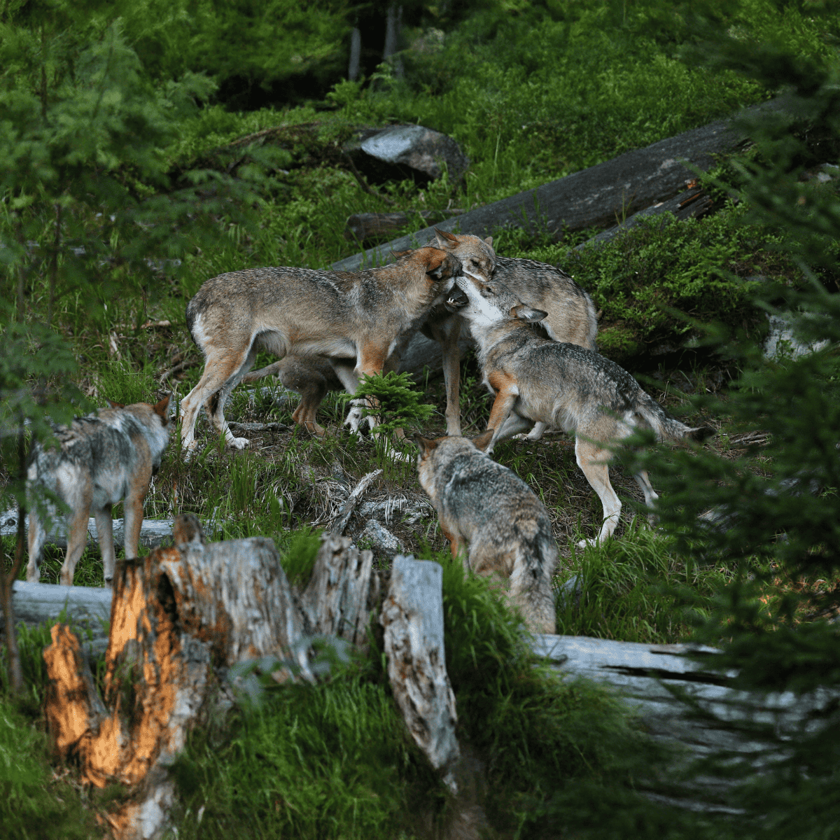 Czechoslovakian Vlciak There are Five Distinct Bloodlines For The Breed