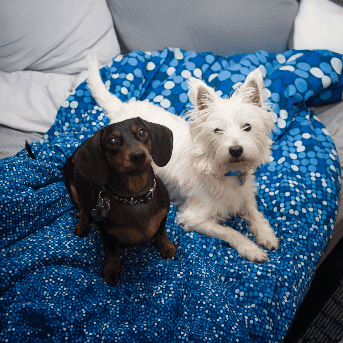 Adorable small dogs relaxing on a blue patterned blanket, showcasing pet comfort and companionship.