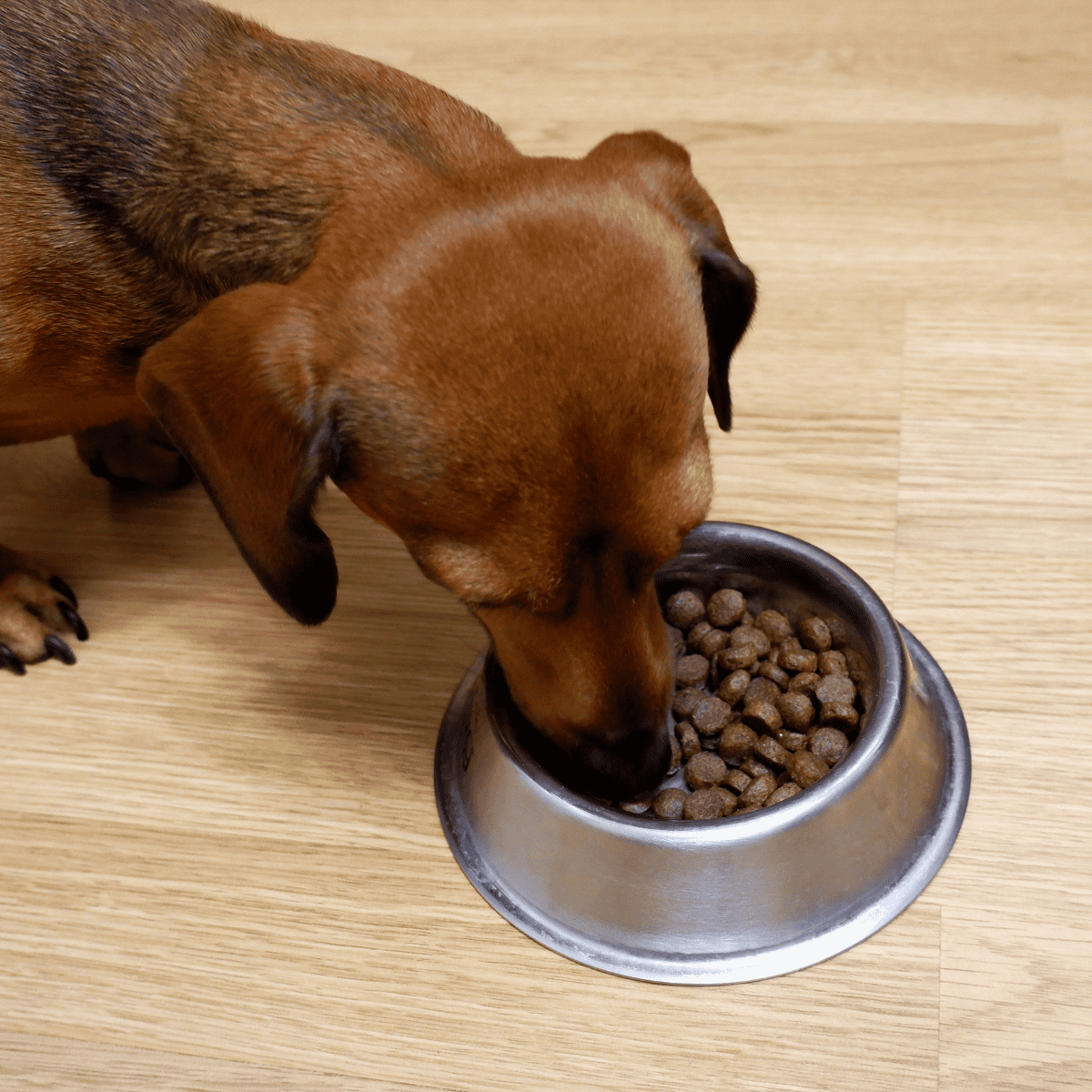 Dachshund Food & Diet Requirements