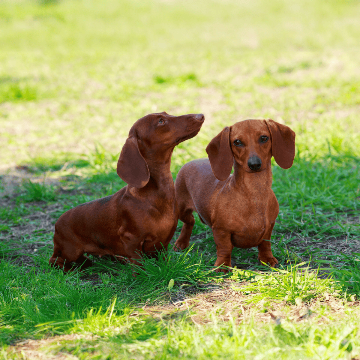 Dachshund photo 3
