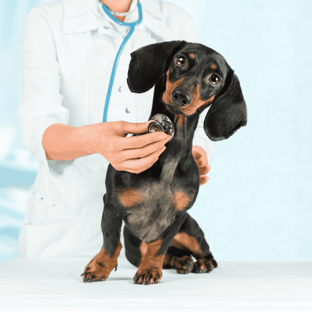 Dachshund health