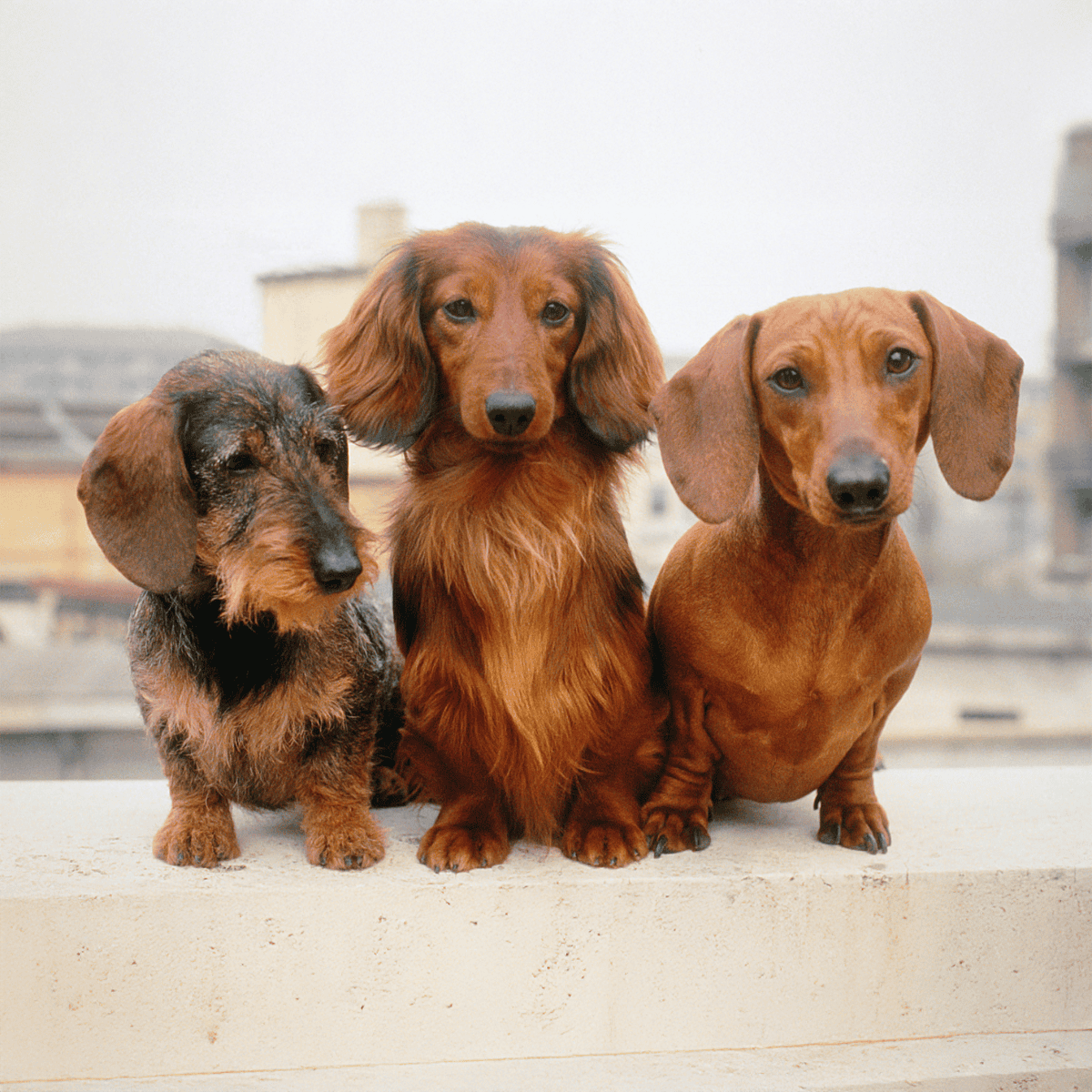 Dachshund They Have Three Different Types of Coats