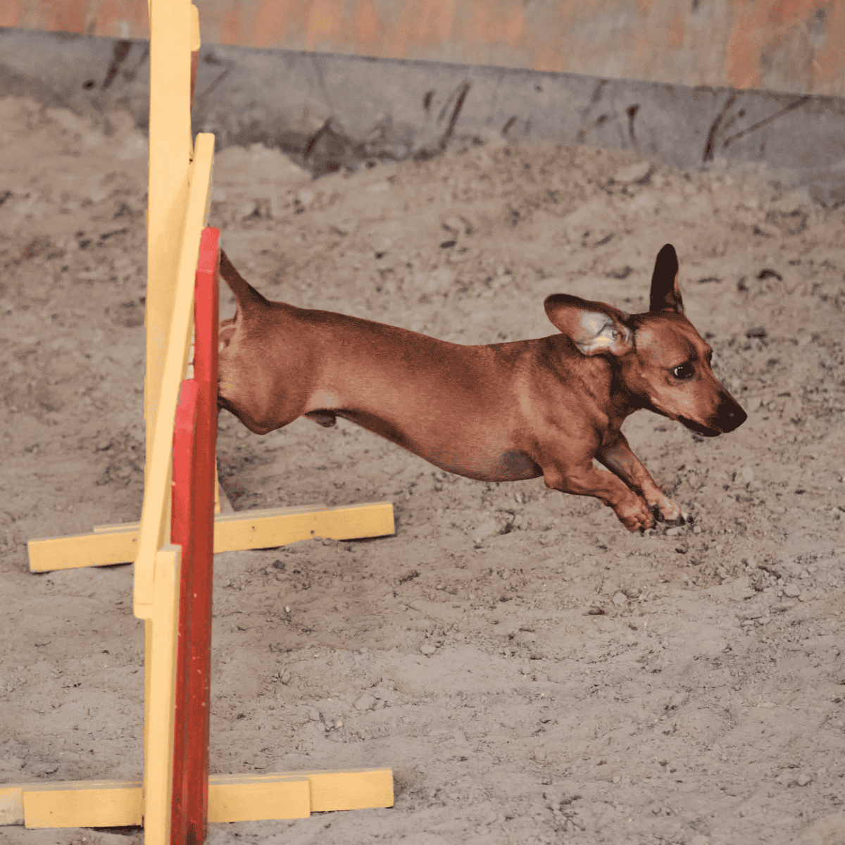 A brown dog jumping over a small agility hurdle on a dirt surface during training.