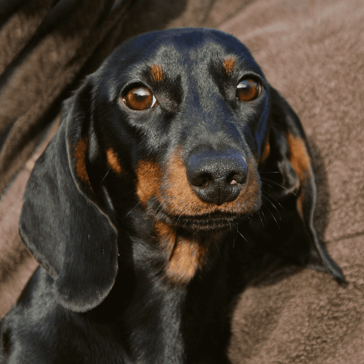 Cute black and tan puppy lying on a soft brown blanket.