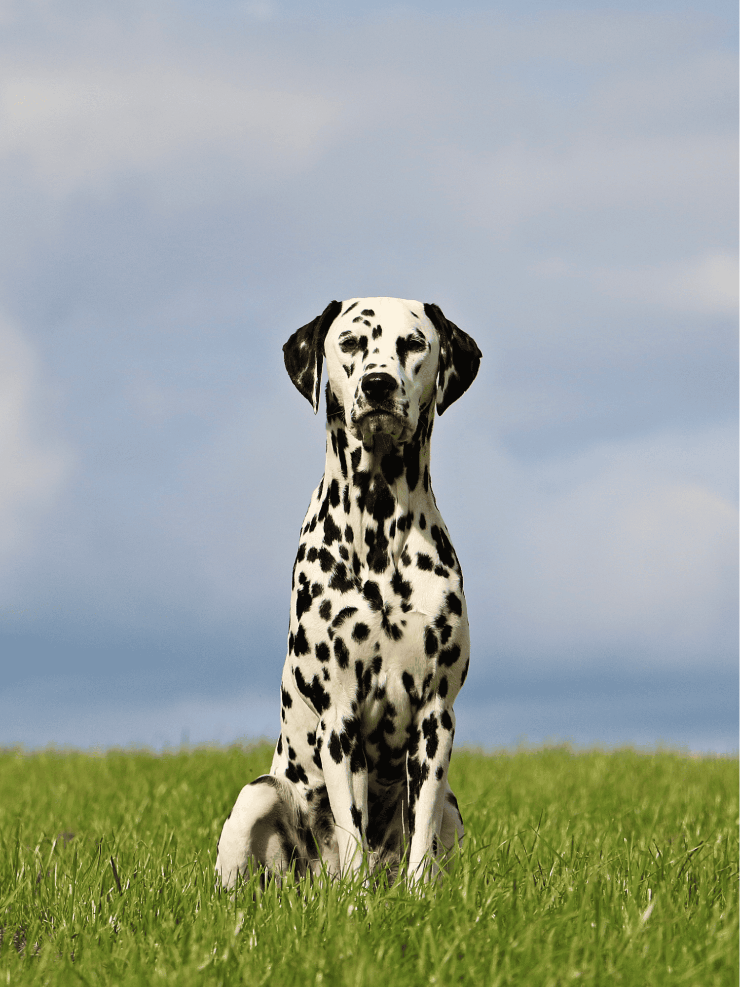 Dalmatian overview