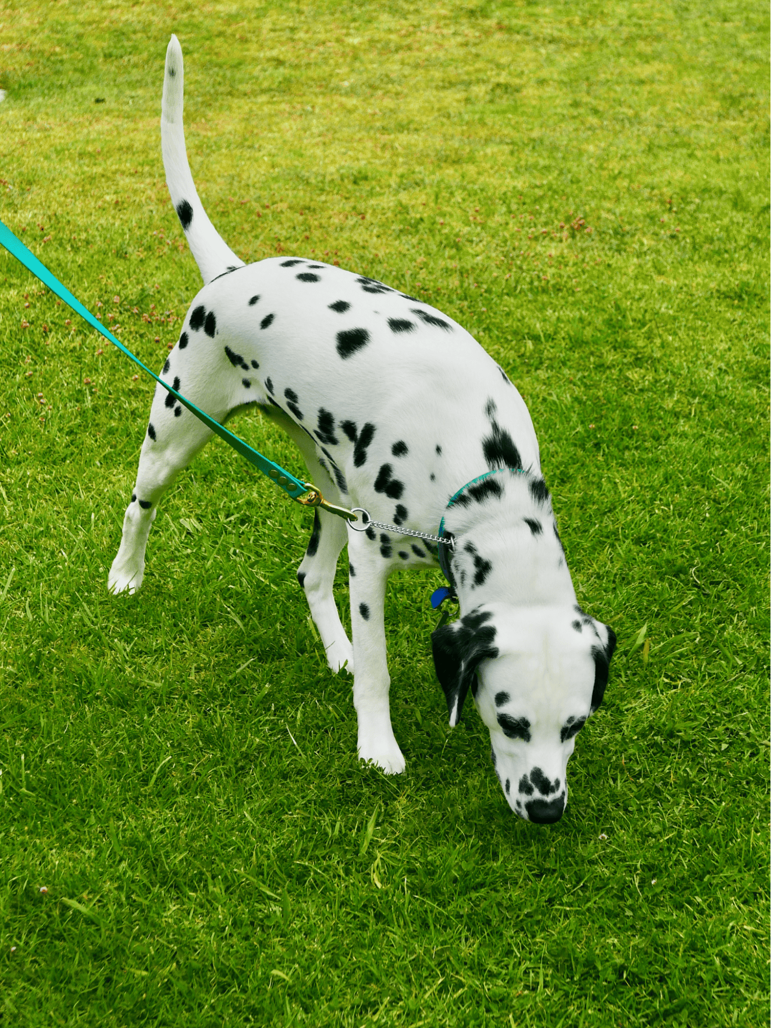 Dalmatian characteristics