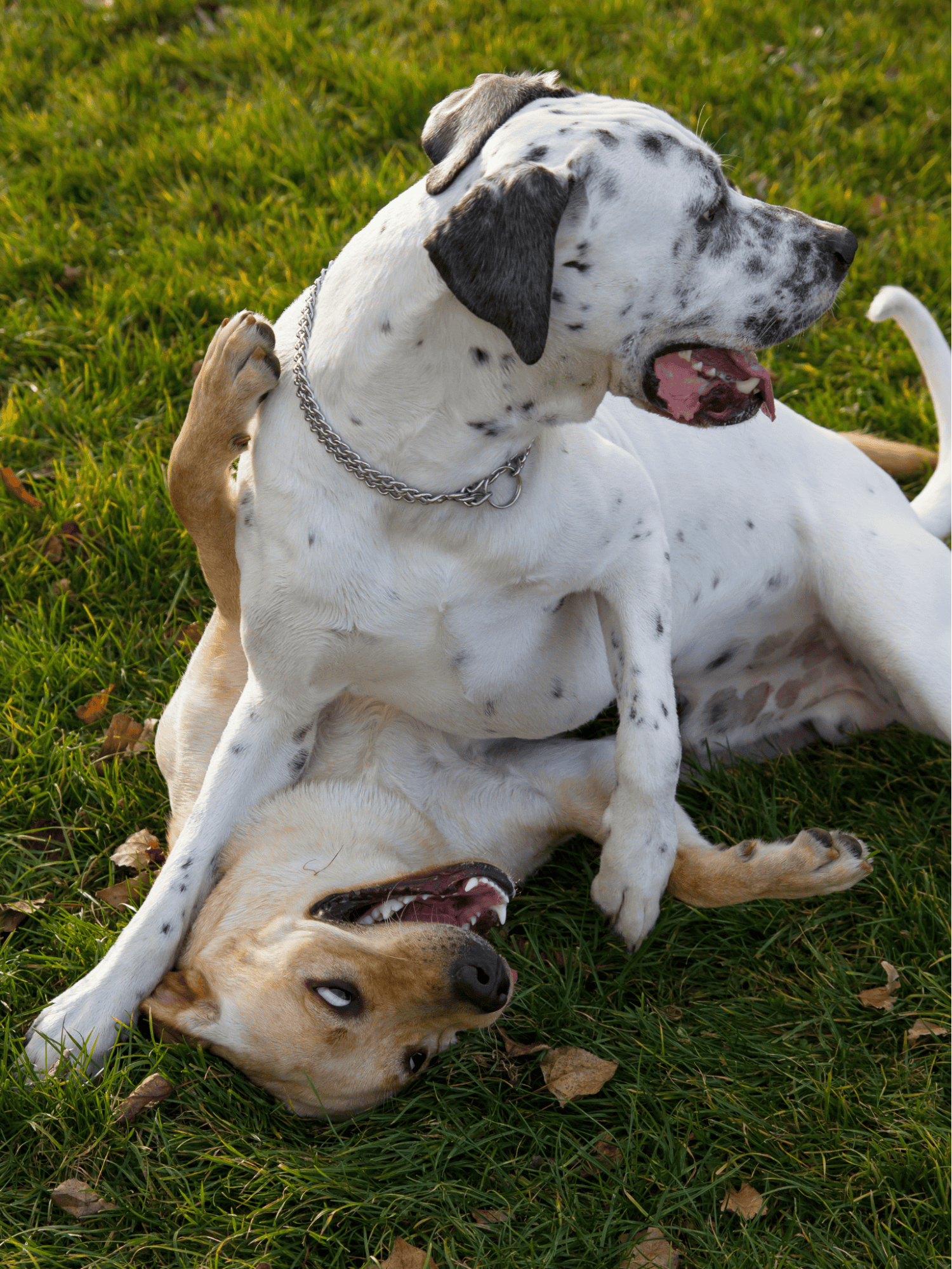 Dalmatian Does This Breed Get Along With Other Pets